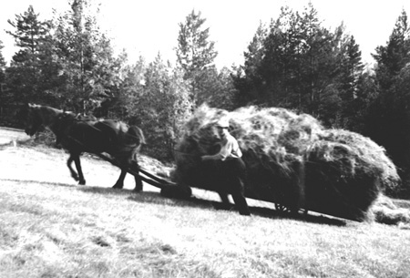 hest og kjerre